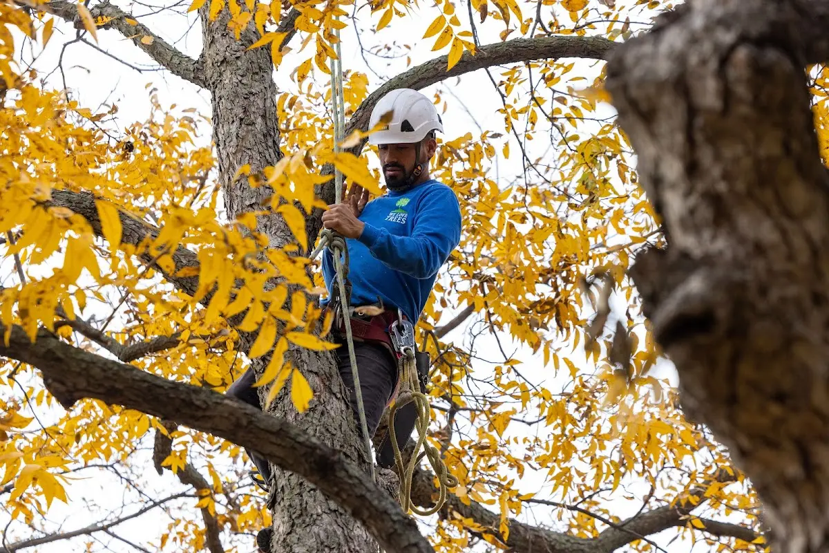 Skilled Tree Transplanting crew working in Truro